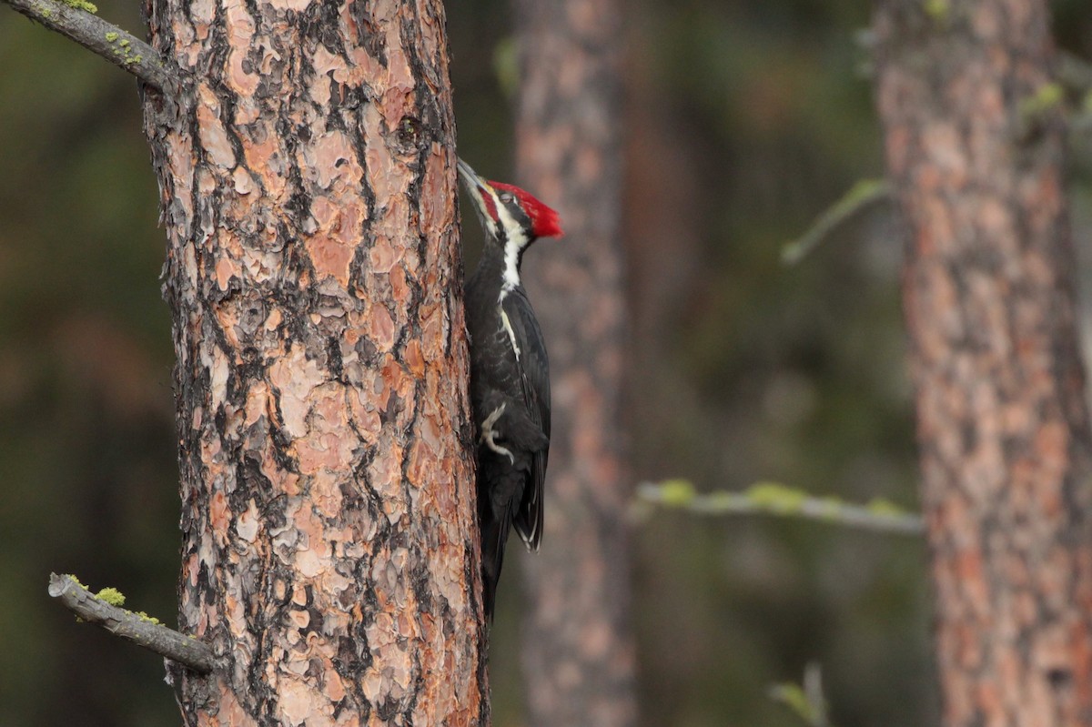 Pileated Woodpecker - Donna Bragg