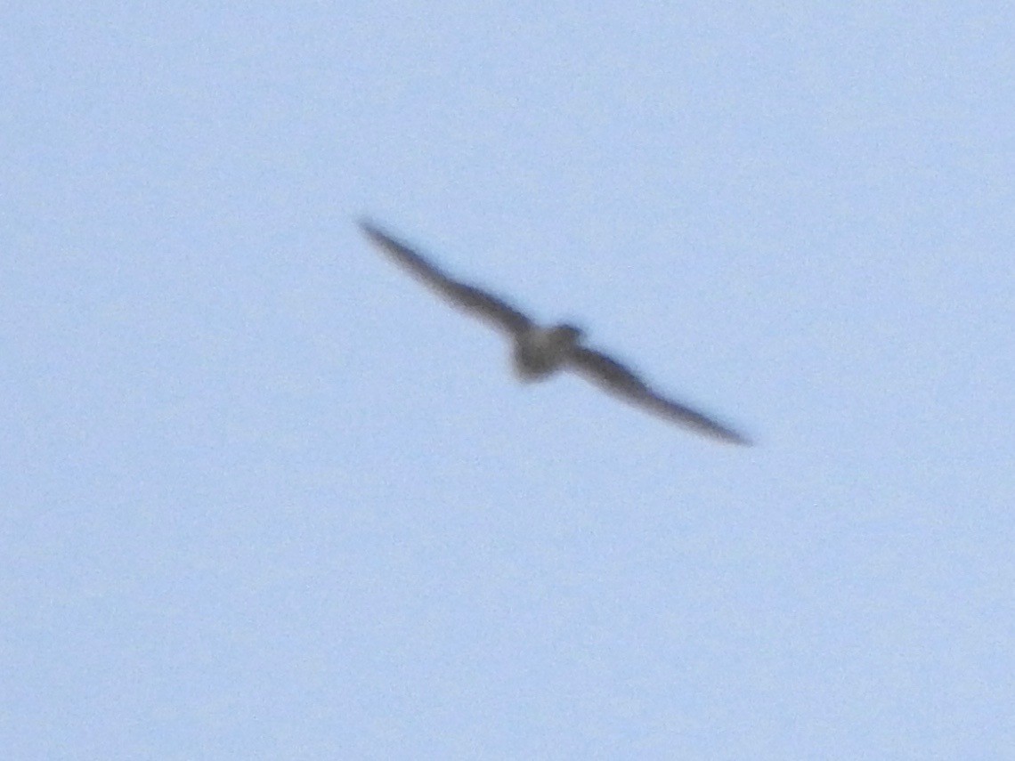 Prairie Falcon - Kalin Ocaña