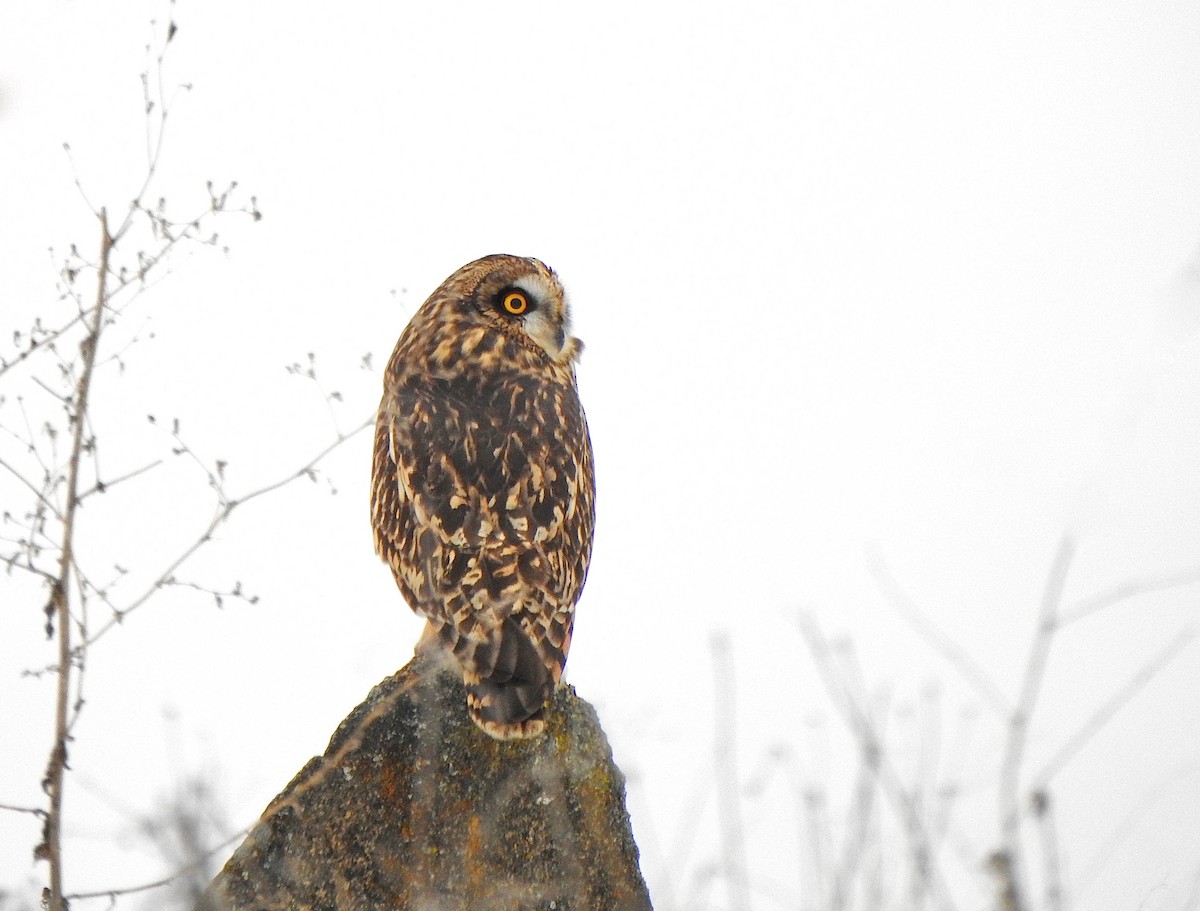 Short-eared Owl (Northern) - Kalin Ocaña