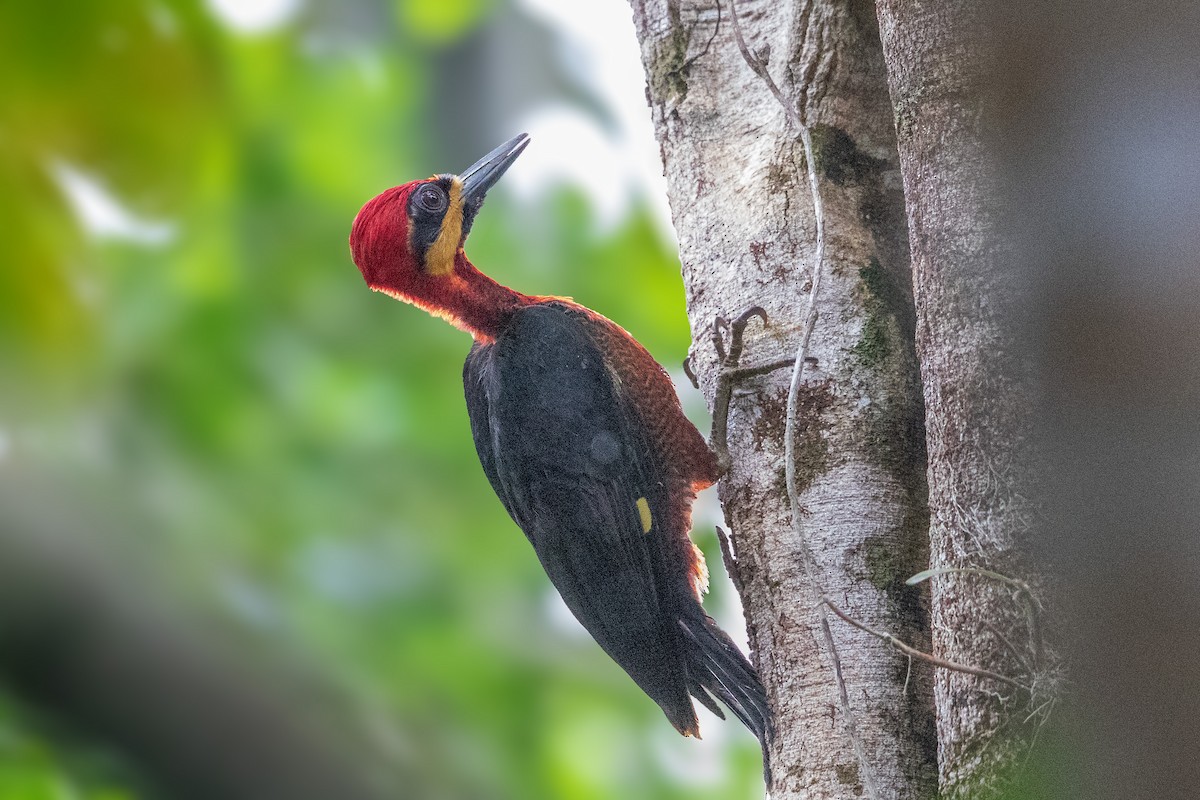 Crimson-bellied Woodpecker - ML196166441