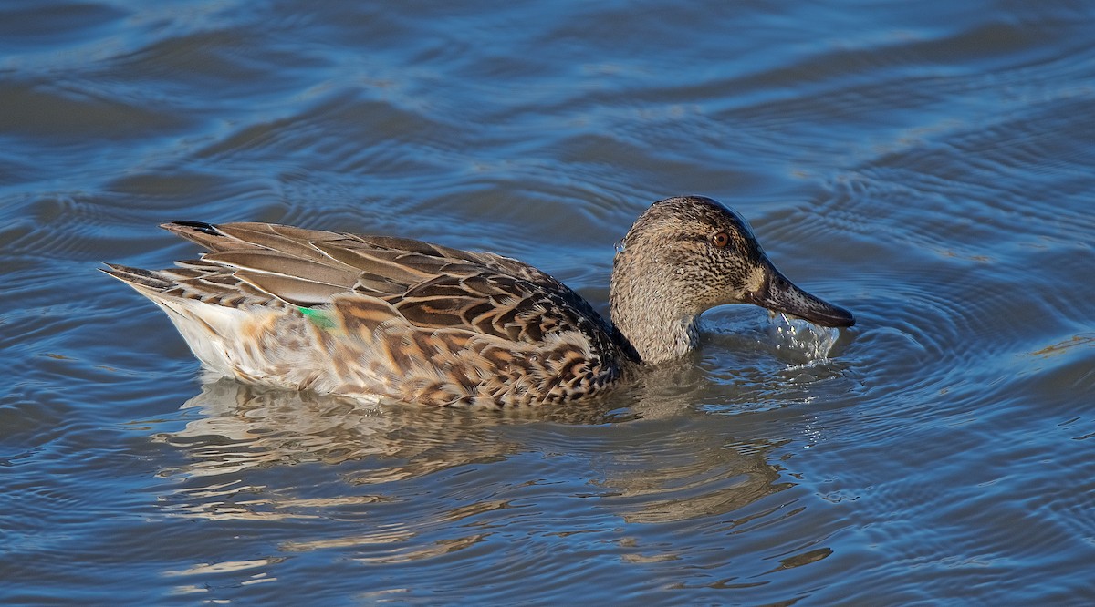 Green-winged Teal - ML196168241