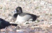 Ring-necked Duck - ML196170401
