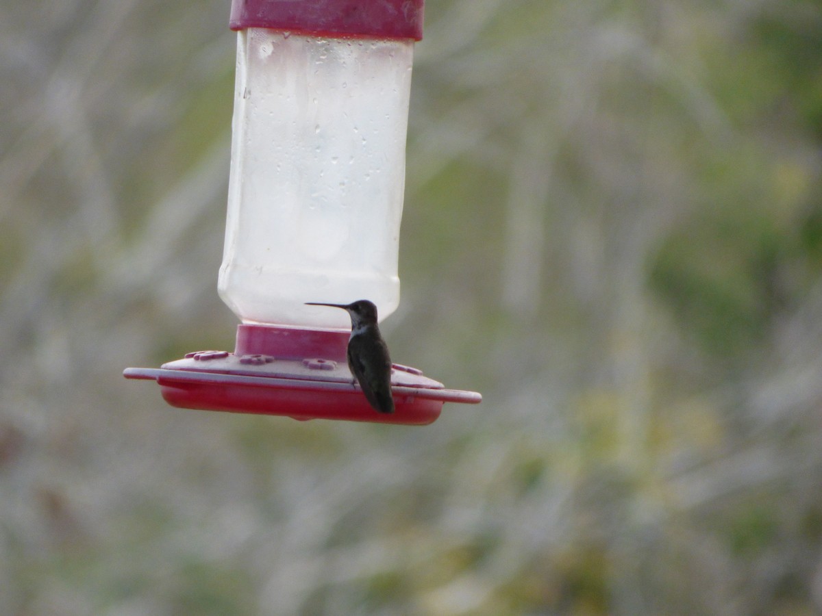 Black-chinned Hummingbird - ML196172931
