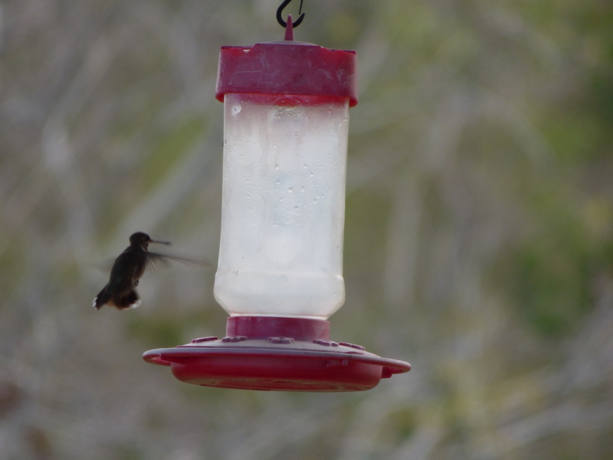 Black-chinned Hummingbird - ML196172941