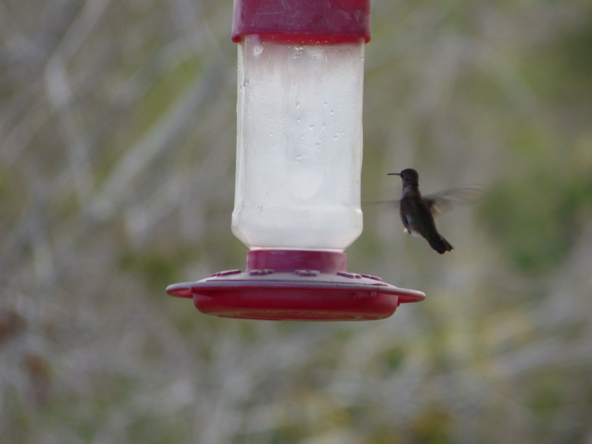 Black-chinned Hummingbird - ML196172961