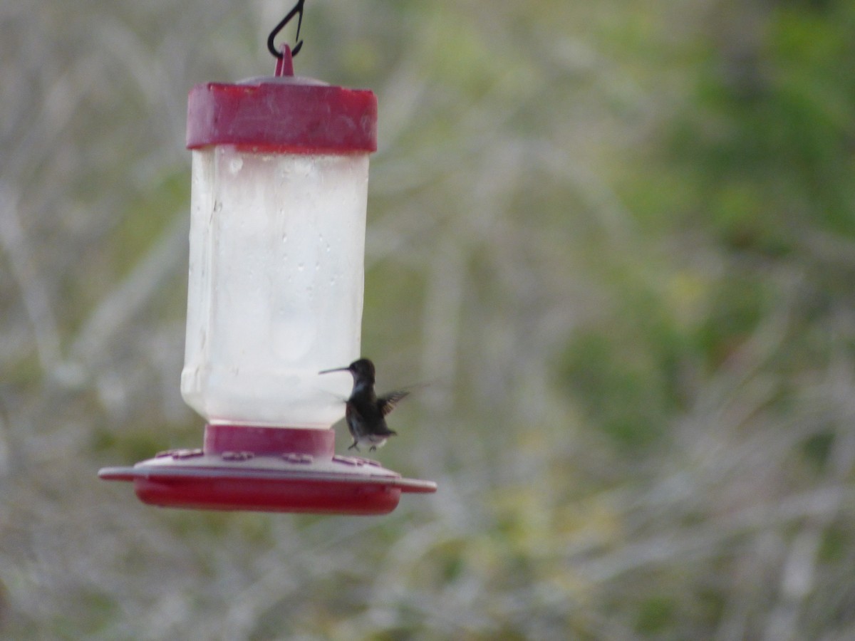 Black-chinned Hummingbird - ML196172971