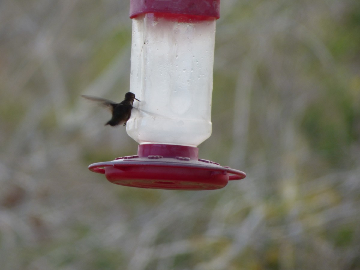 Black-chinned Hummingbird - ML196172981