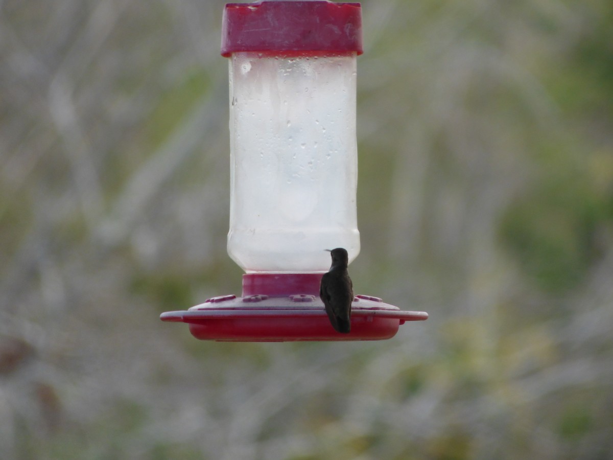 Black-chinned Hummingbird - ML196173011