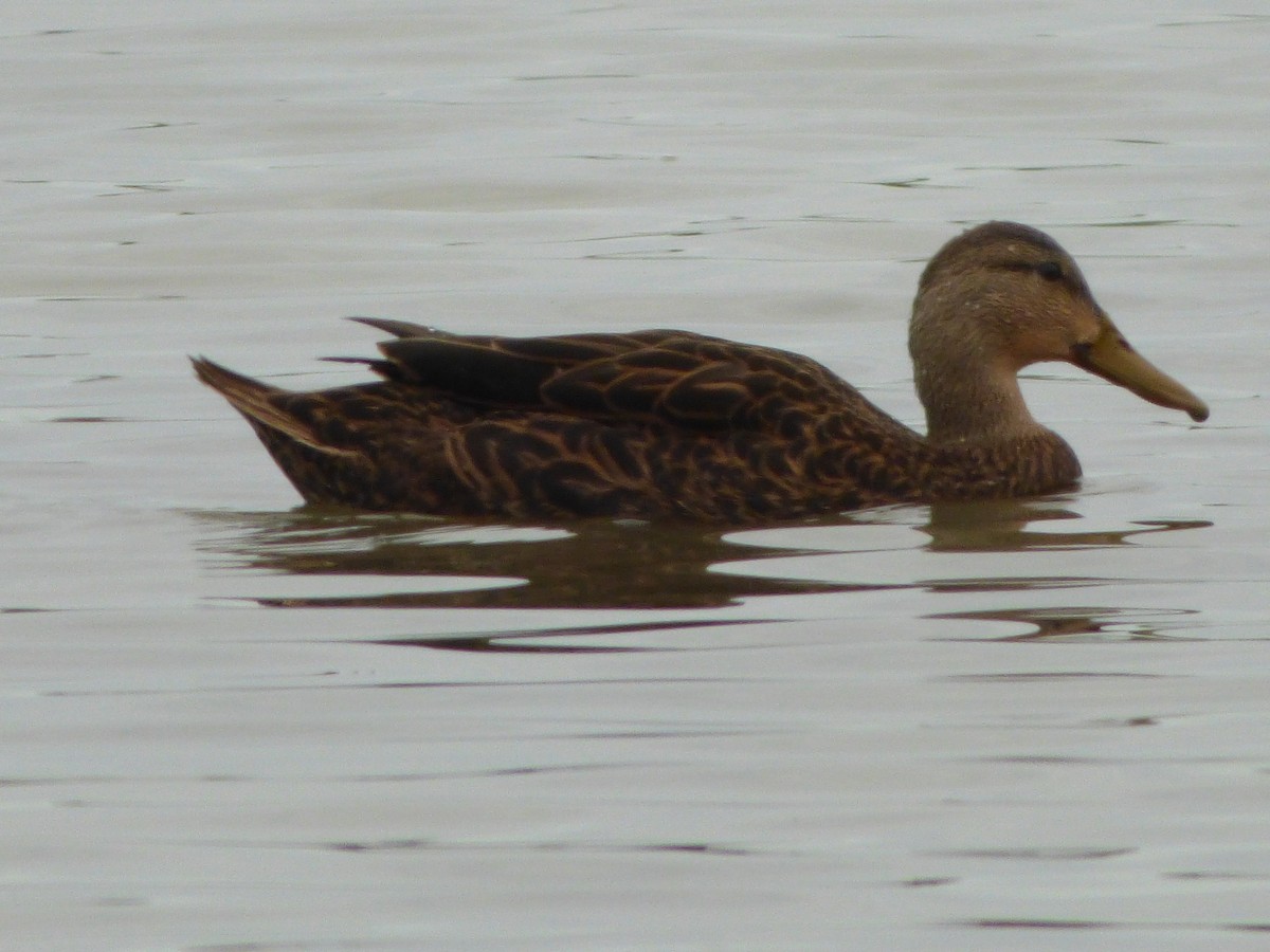 Mottled Duck (Gulf Coast) - ML196173291
