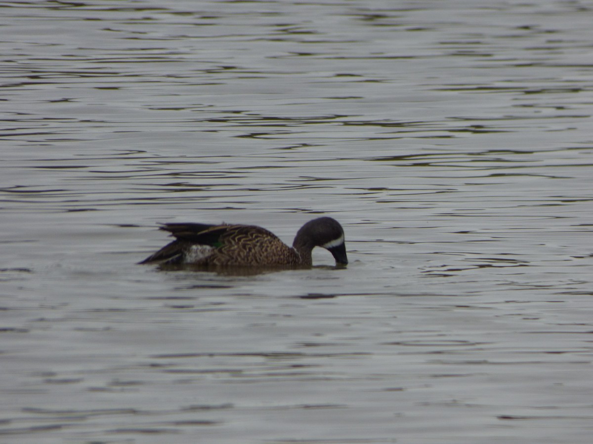 Blue-winged Teal - ML196173401