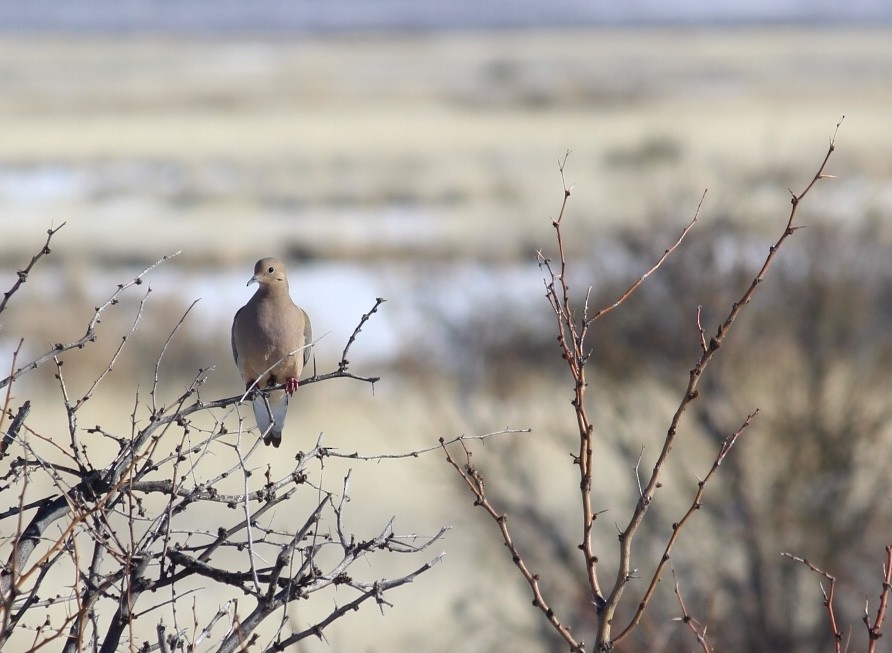 Mourning Dove - Jacob Weinreich