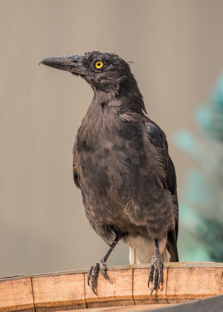 Pied Currawong - ML196179001