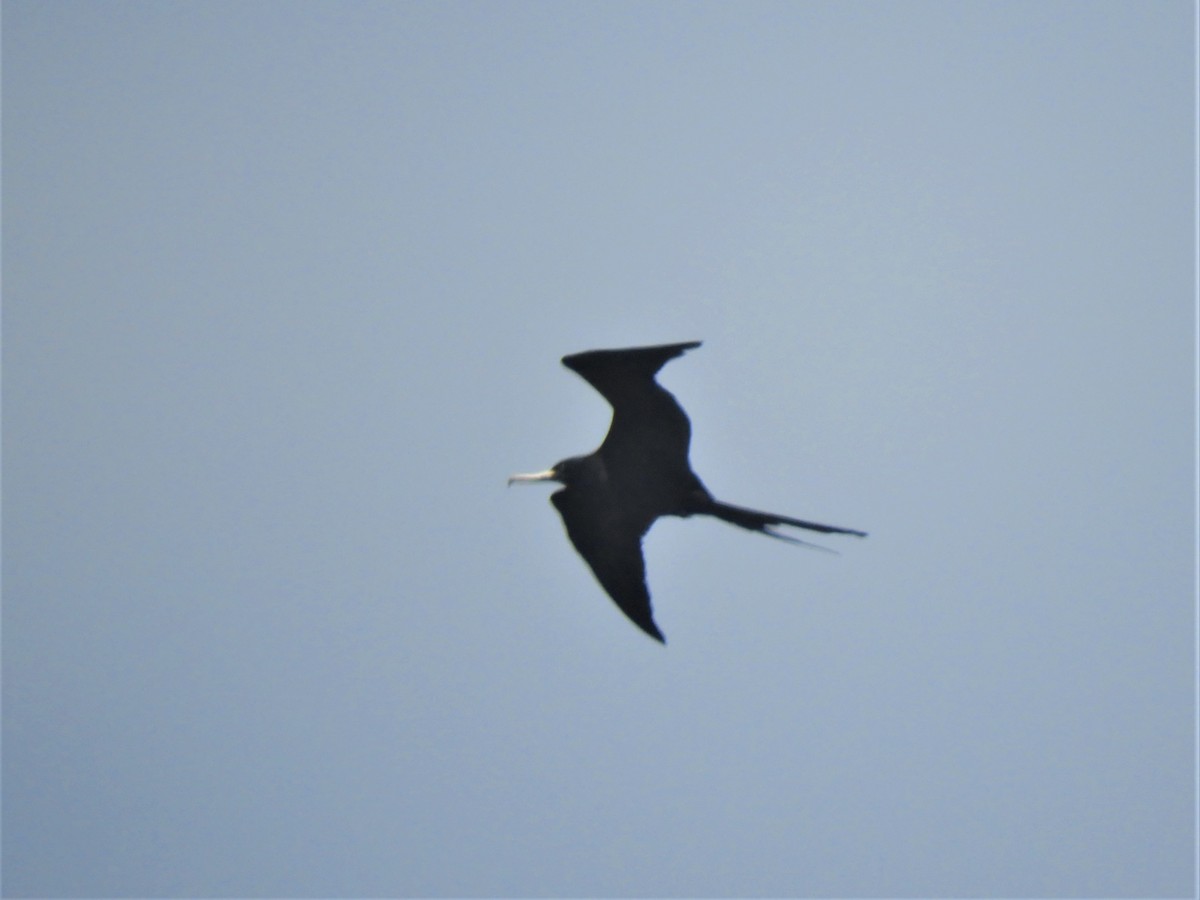 Magnificent Frigatebird - Cliff Cordy