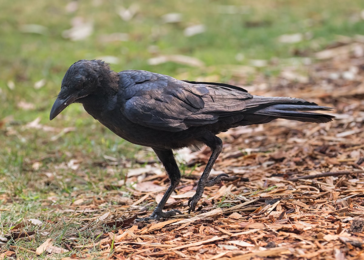 Australian Raven - ML196179211