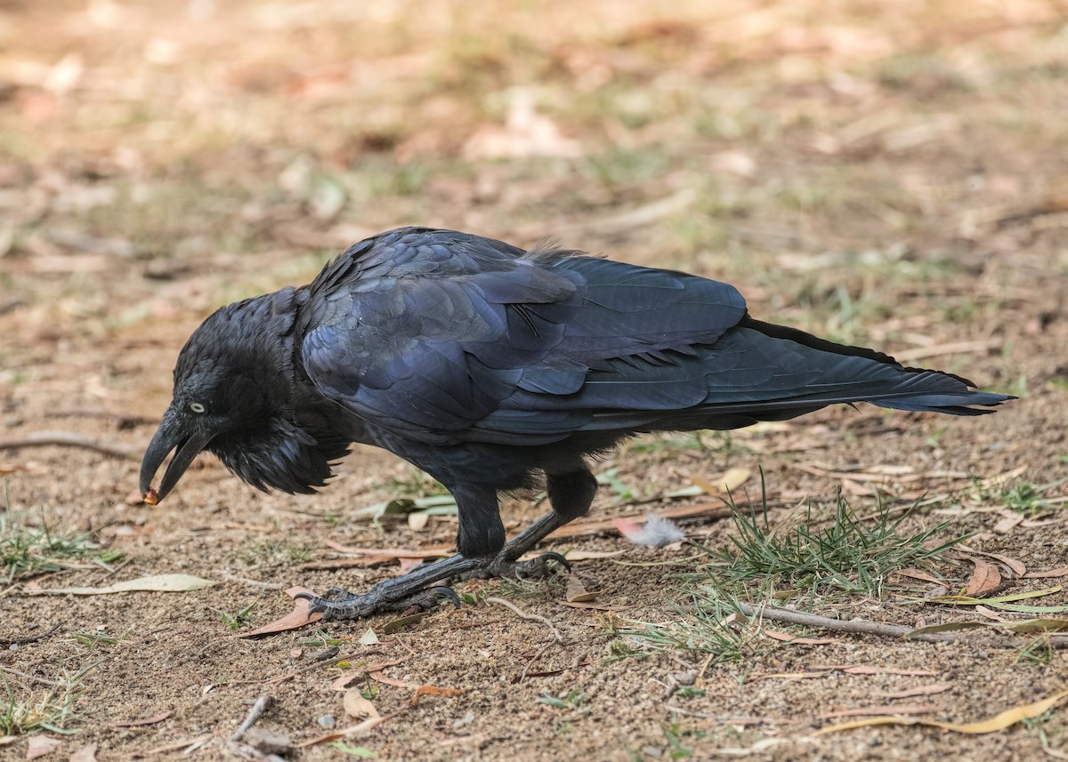 Australian Raven - ML196179221