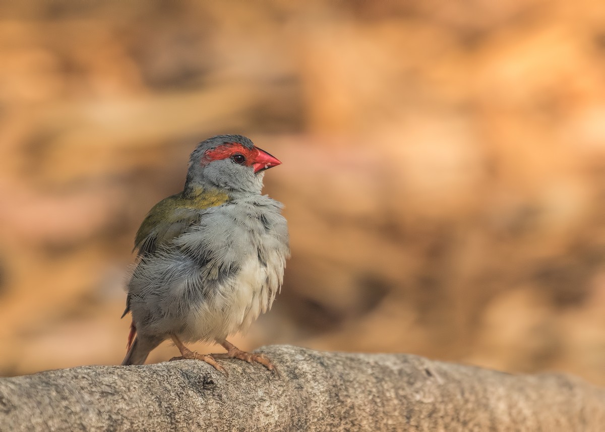 Red-browed Firetail - ML196179261