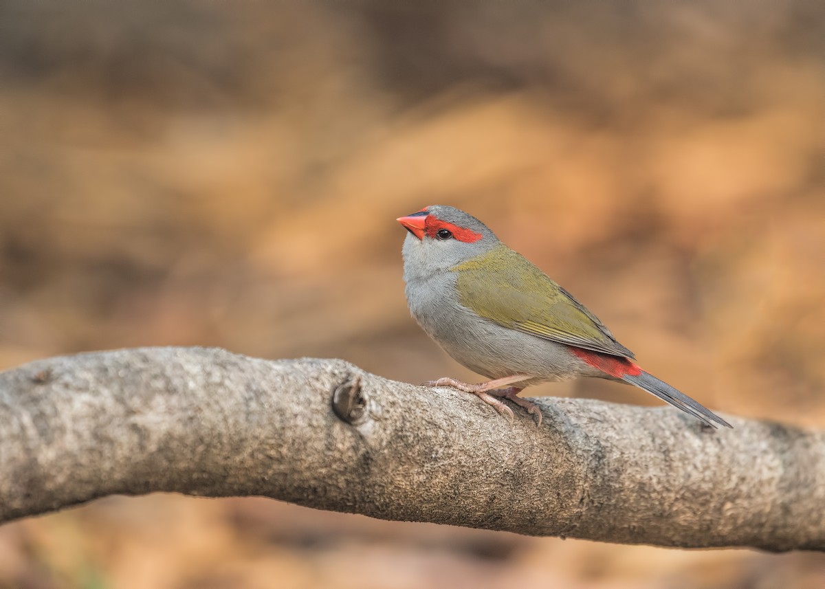 Red-browed Firetail - ML196179291