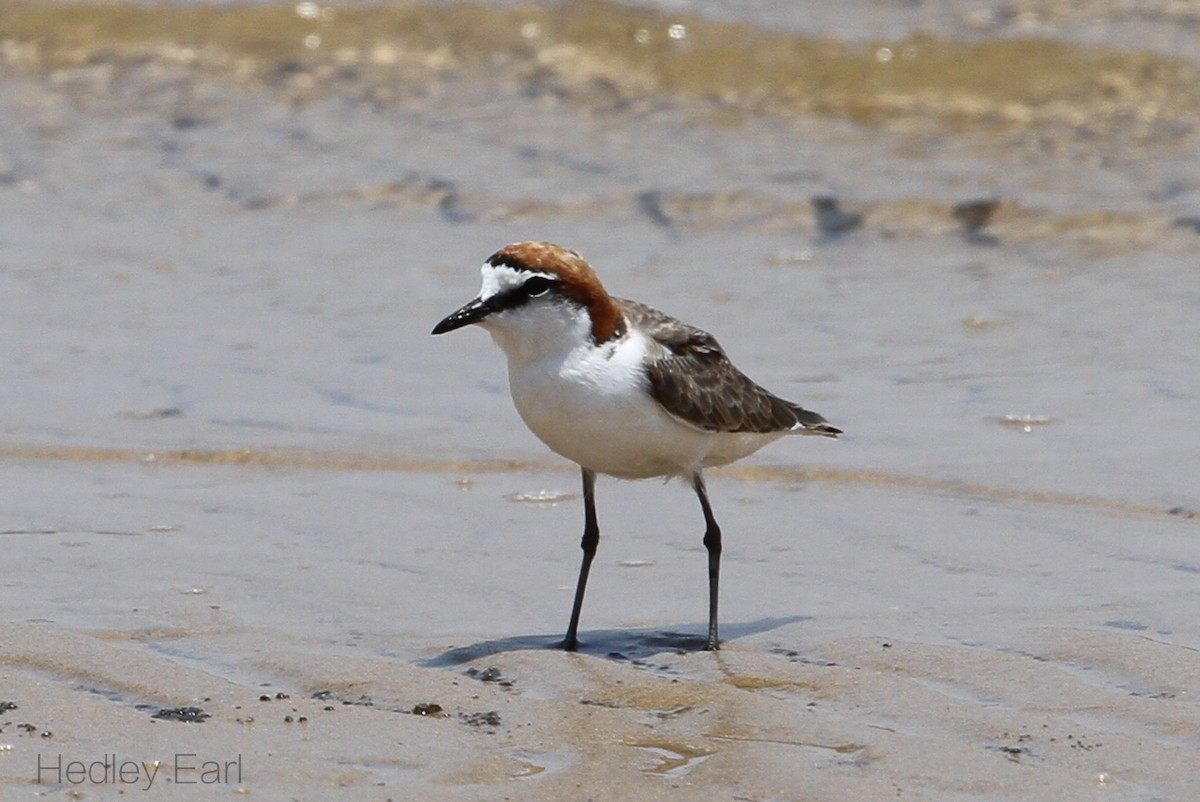 Red-capped Plover - ML196181031