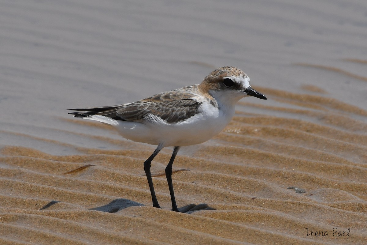 Red-capped Plover - ML196181061