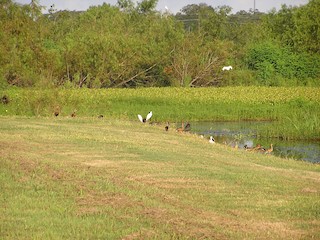 Fulvous Whistling-Duck, ML196186741