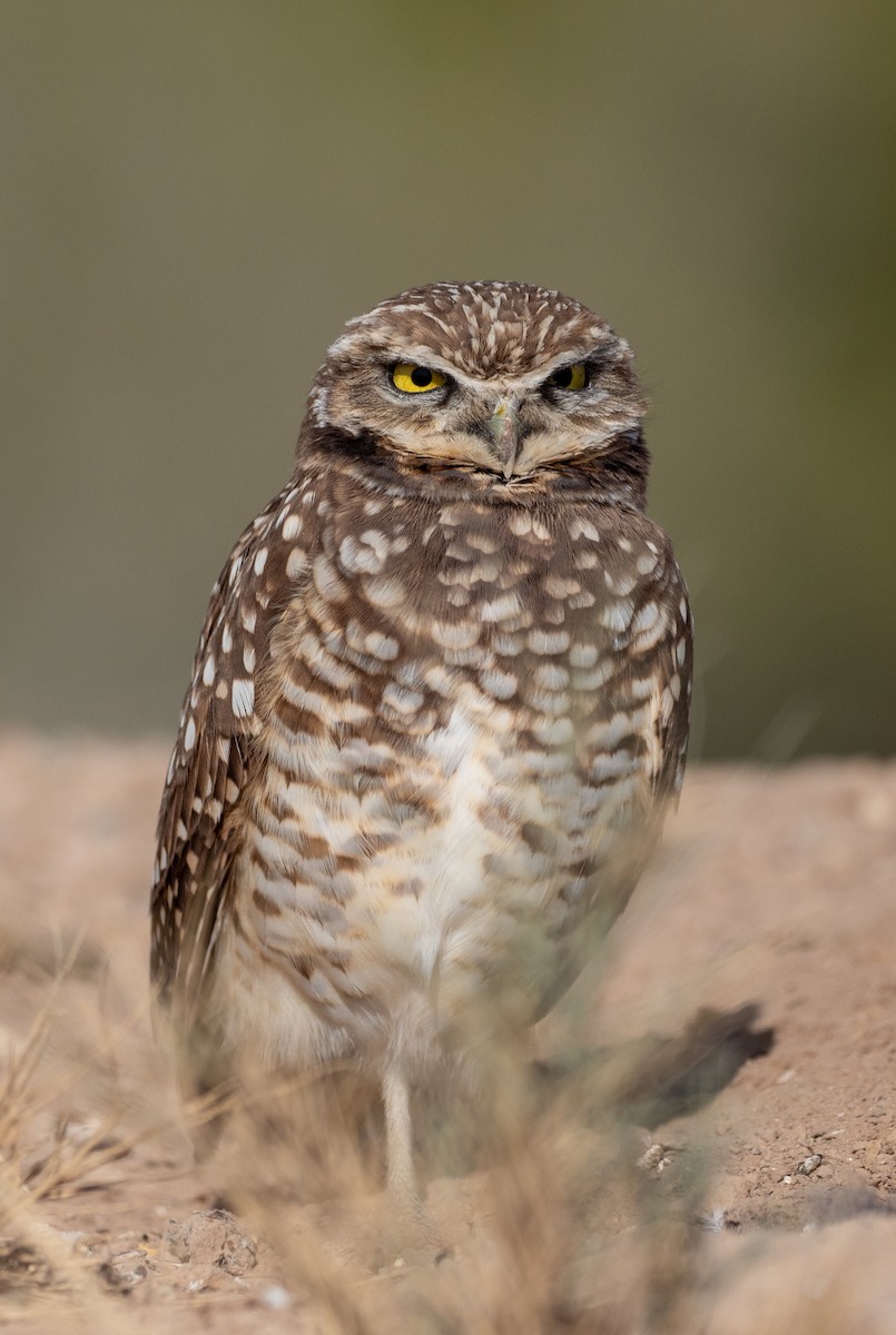 Burrowing Owl - ML196188081