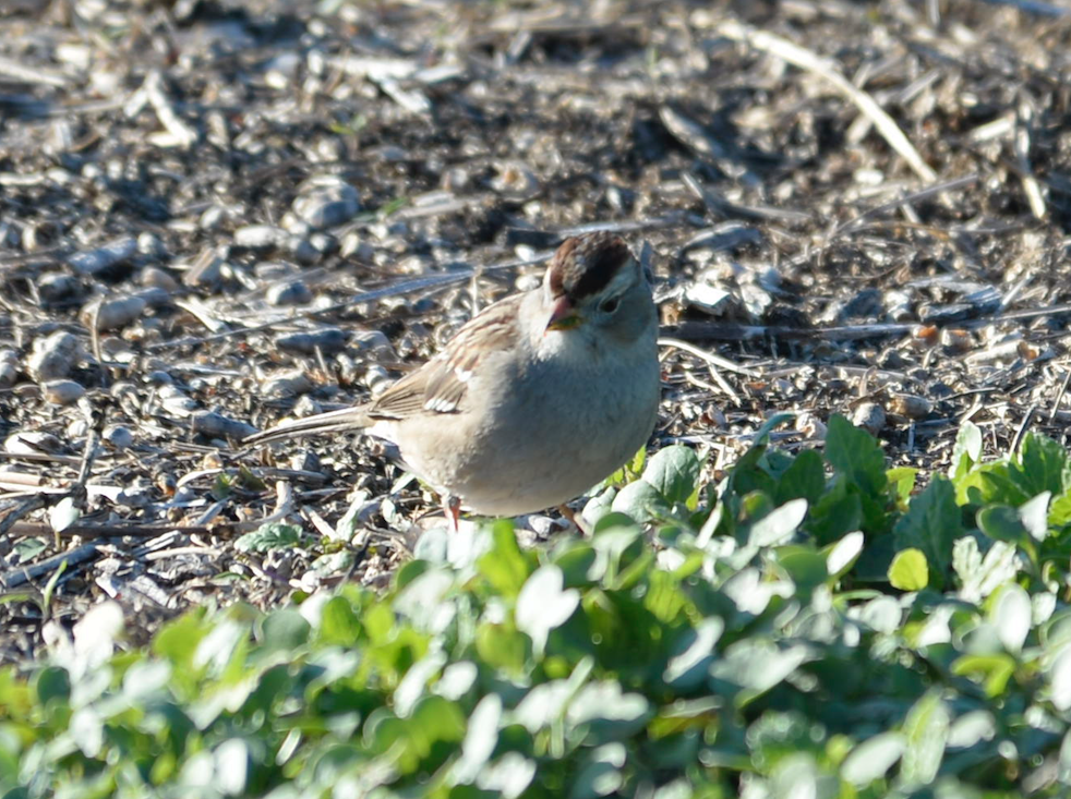 White-crowned Sparrow - ML196188601