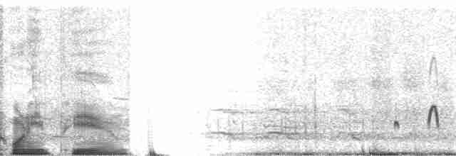 Wellenläufer (leucorhoa) - ML1962