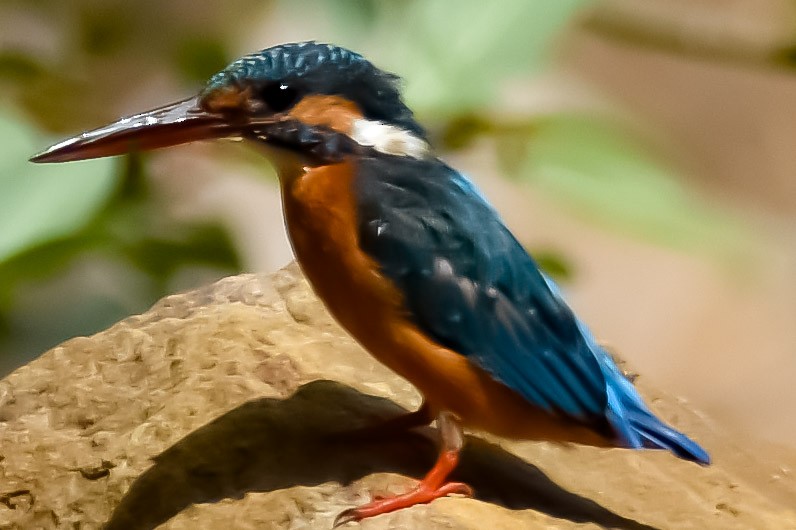 Common Kingfisher - Raju Soni