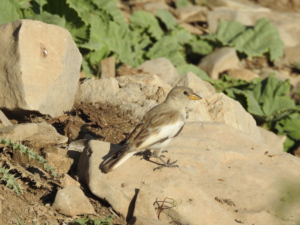 White-winged Snowfinch - Keramat Hafezi