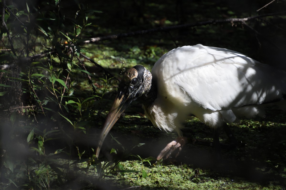 eBird Checklist 24 Nov 2019 Lettuce Lake County Park 10 species