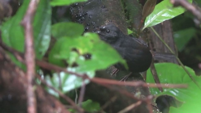 White-crowned Tapaculo - ML196224031