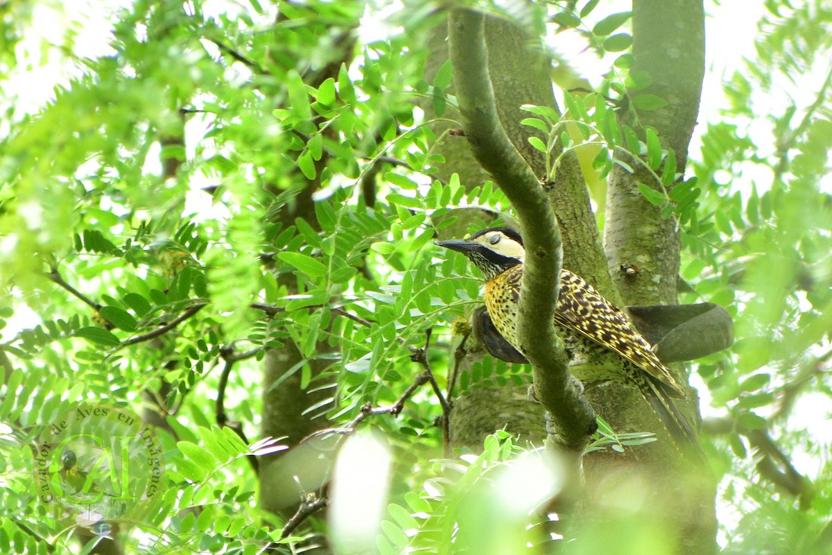 Green-barred Woodpecker - Pedro Rivero