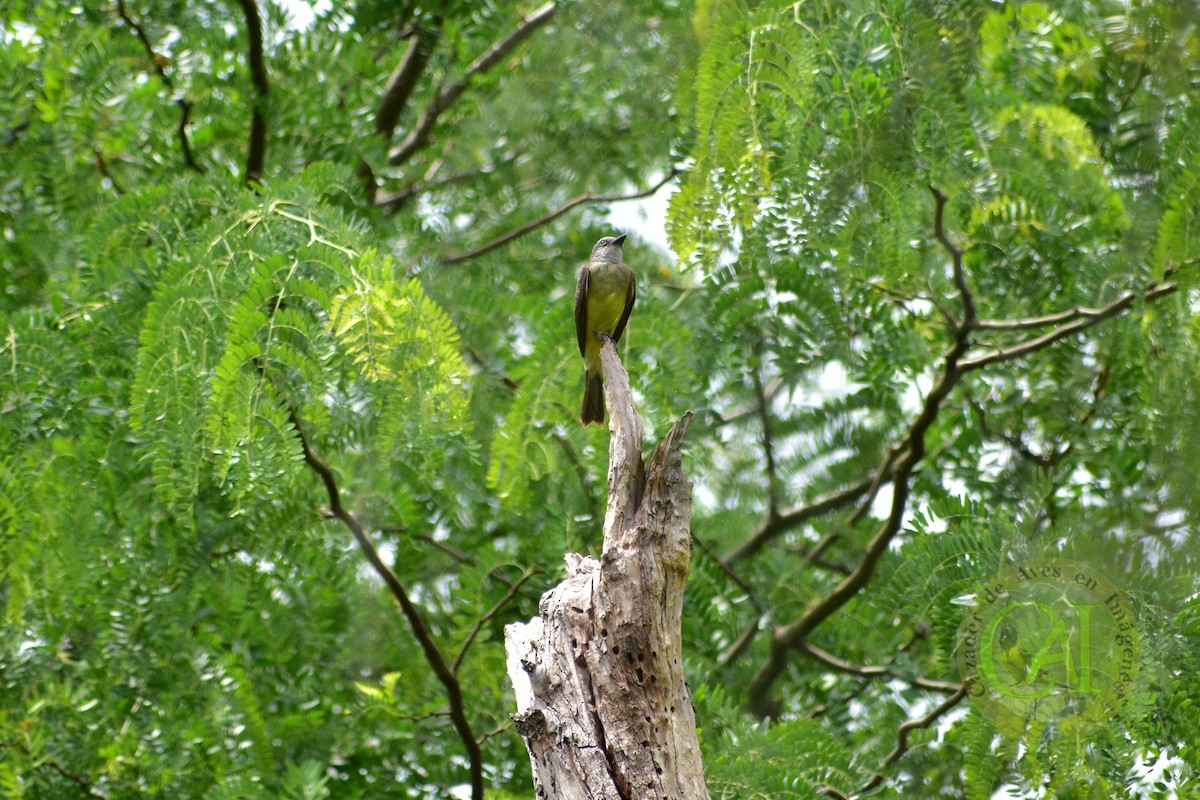 Tropical Kingbird - Pedro Rivero