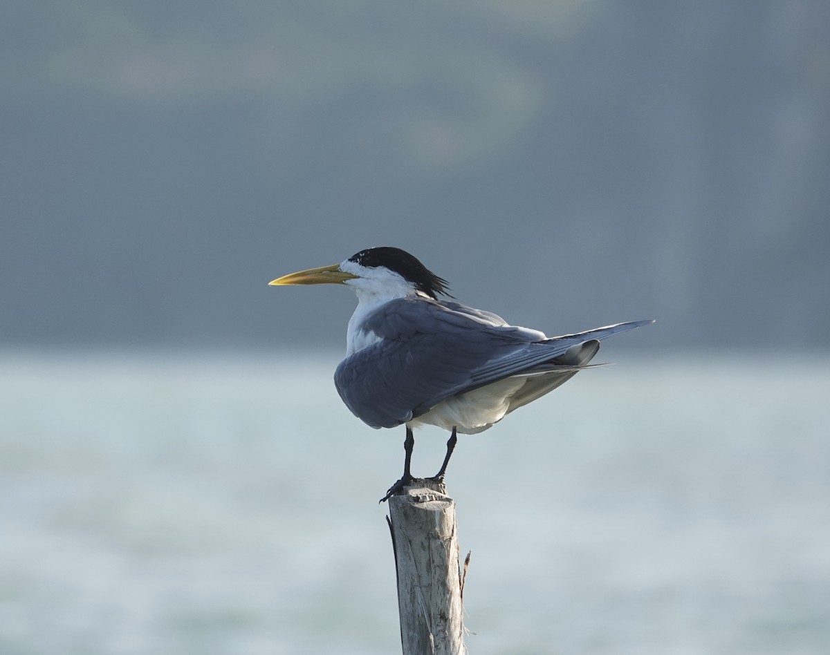 Great Crested Tern - David Diller