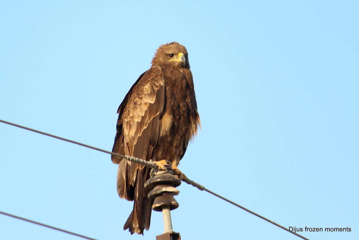 Indian Spotted Eagle - DIJUMON KP