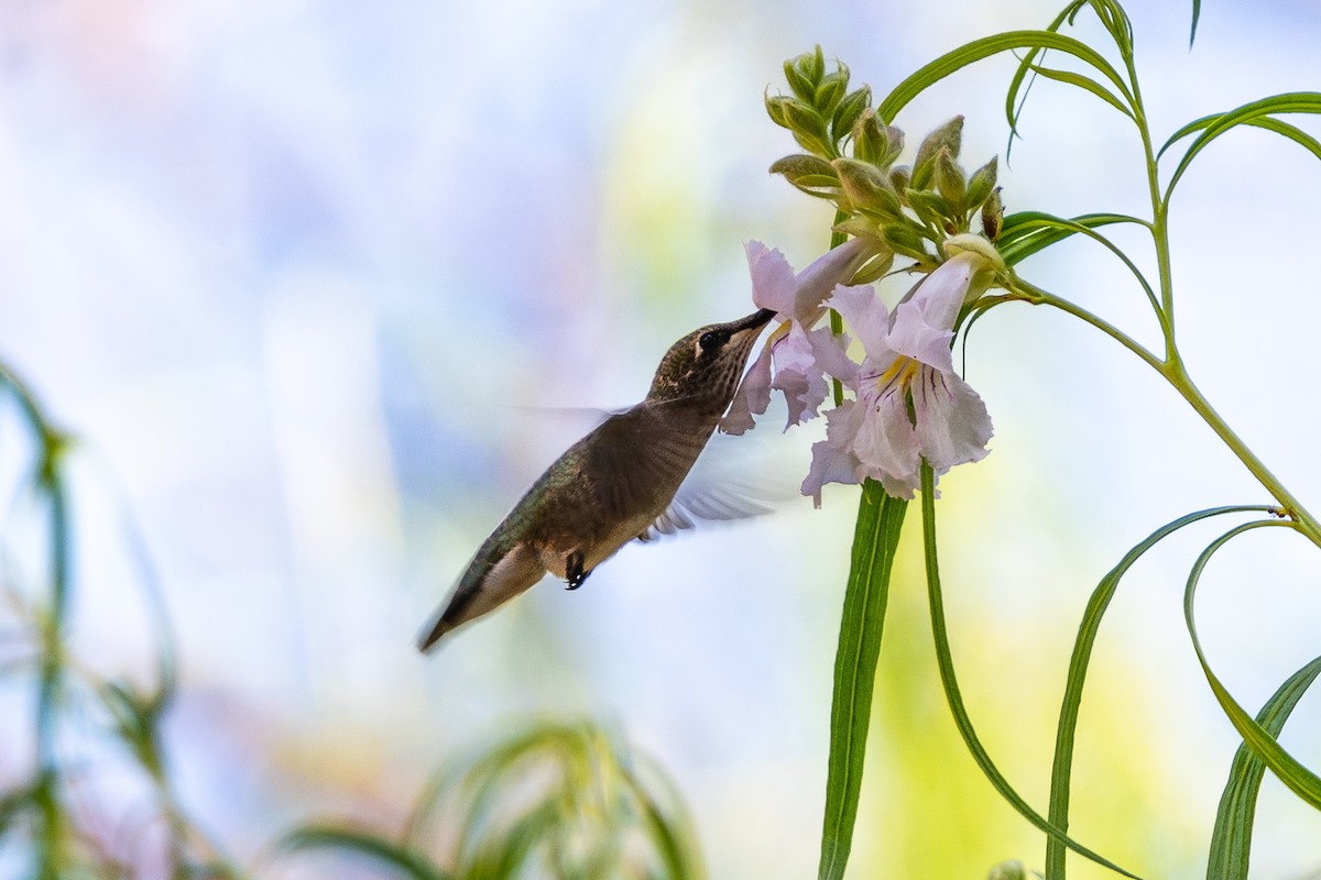 Black-chinned Hummingbird - Jim Norris