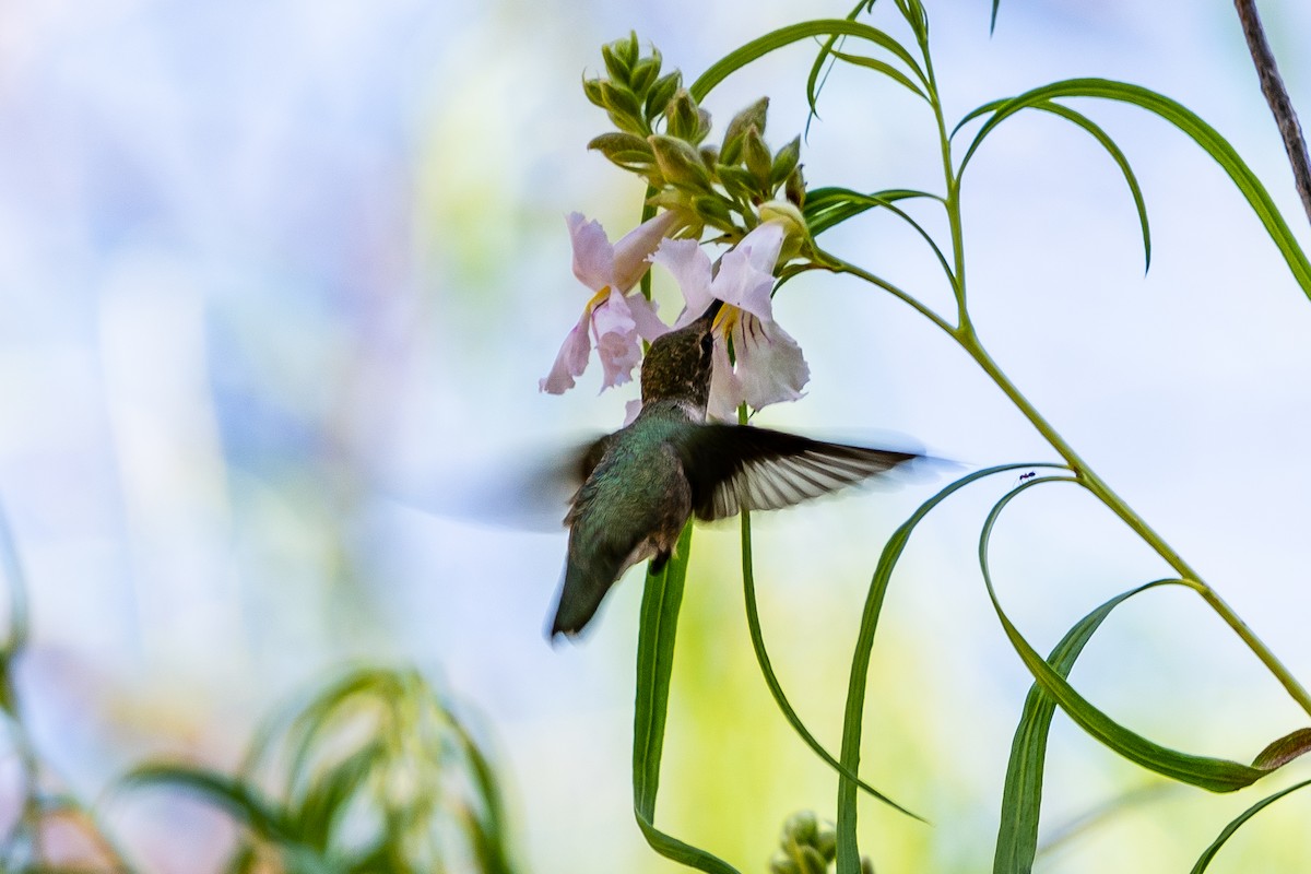 Black-chinned Hummingbird - Jim Norris