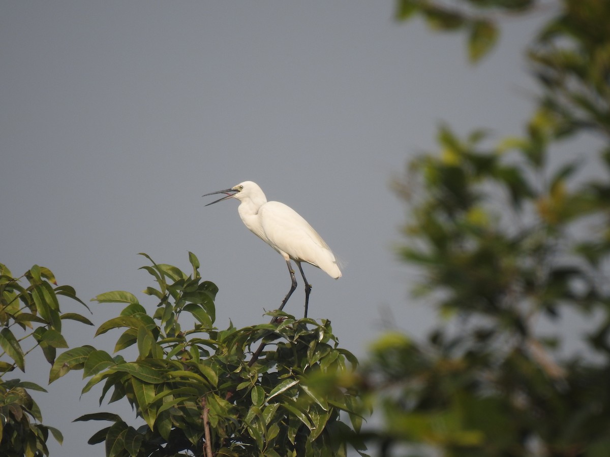 Little Egret - Debdeep Pramanik