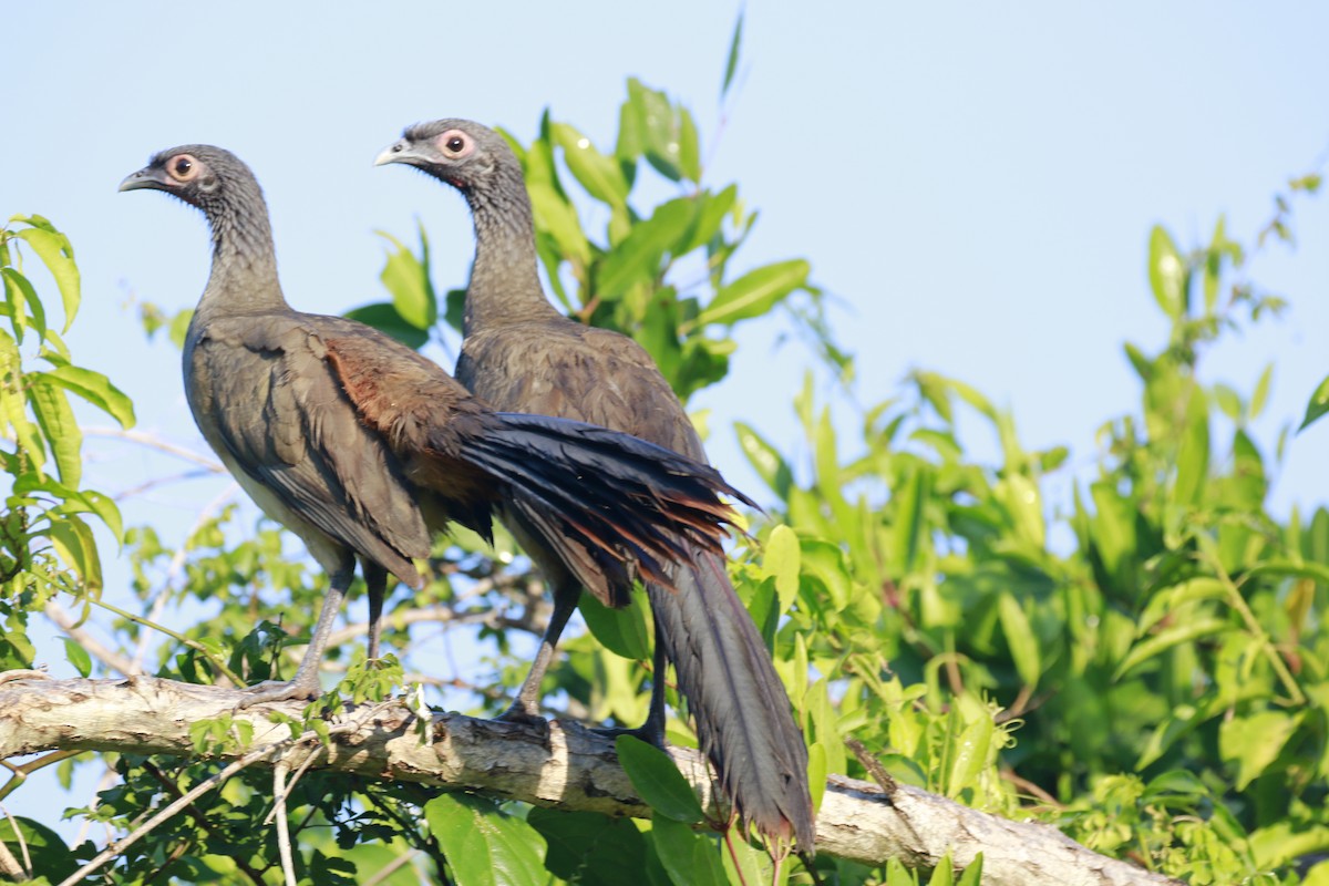 West Mexican Chachalaca - ML196232071