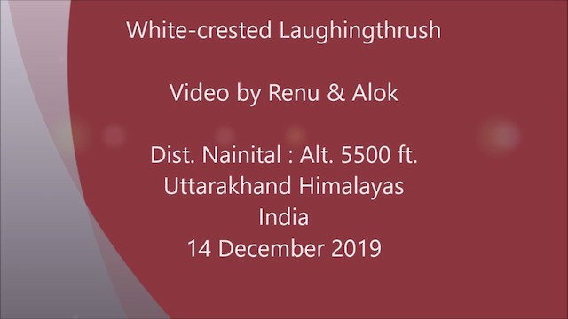 White-crested Laughingthrush - ML196232391