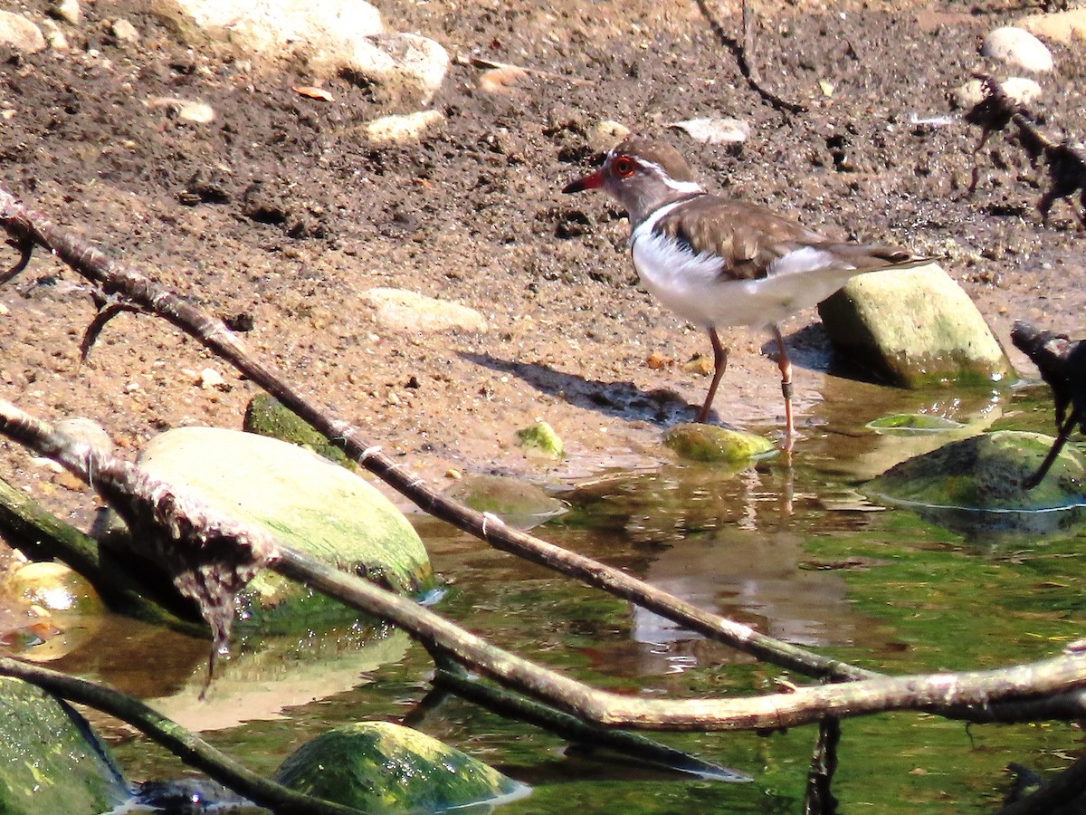 Three-banded Plover - ML196235791