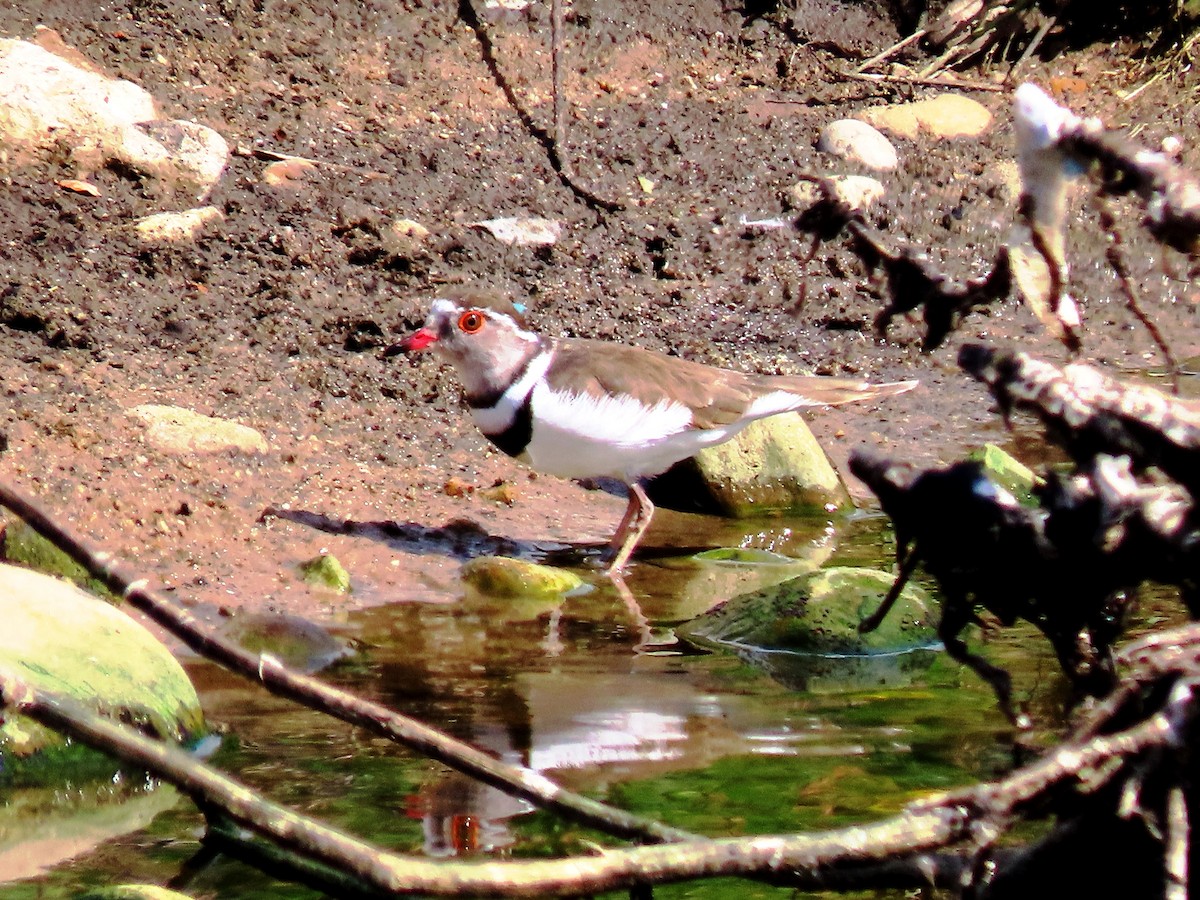 Three-banded Plover - ML196235811