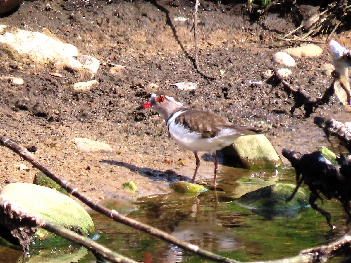 Three-banded Plover - ML196235851