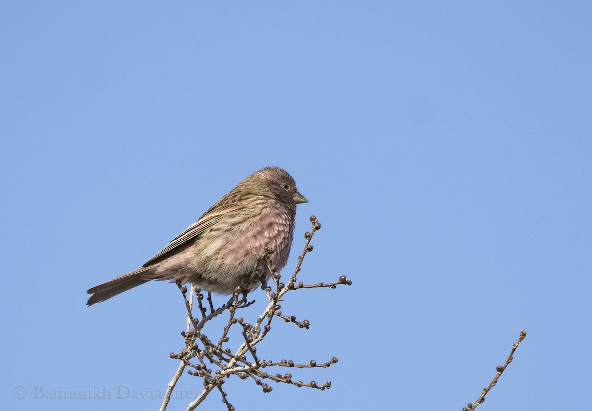 Red-mantled Rosefinch - ML196236311