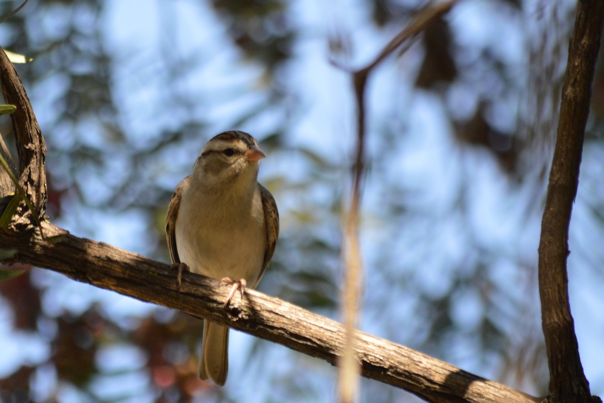 Clay-colored Sparrow - Carlos Mancera (Tuxtla Birding Club)