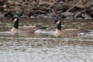 Cackling Goose, ML196241741