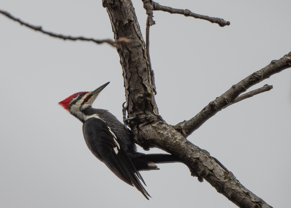Pileated Woodpecker - Ed Bremer