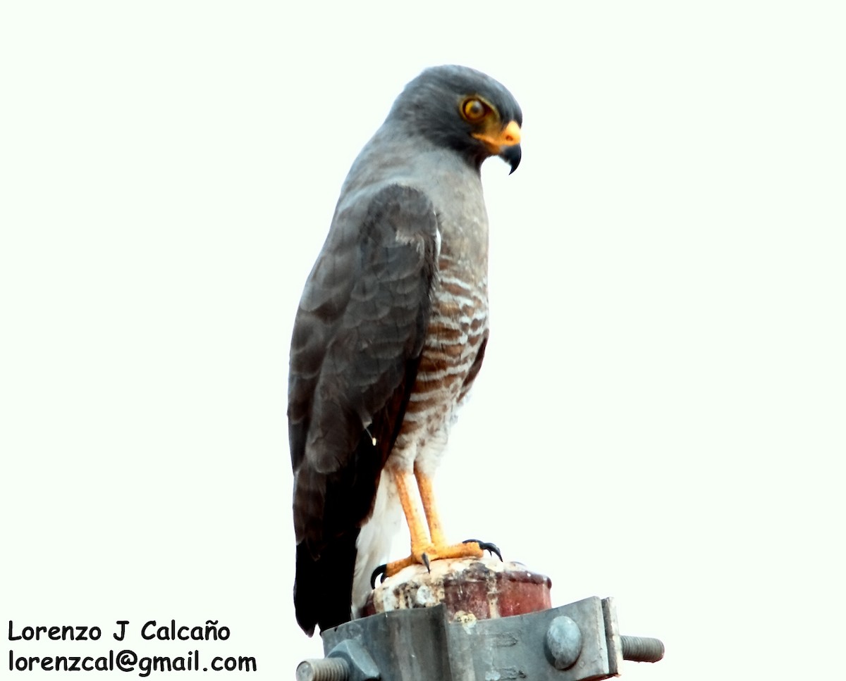 Roadside Hawk - Lorenzo Calcaño