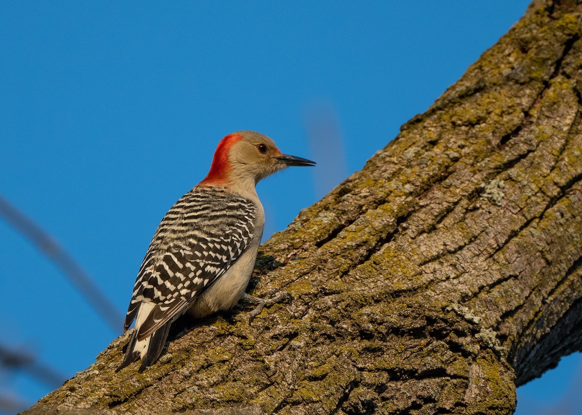 Red-bellied Woodpecker - ML196260341