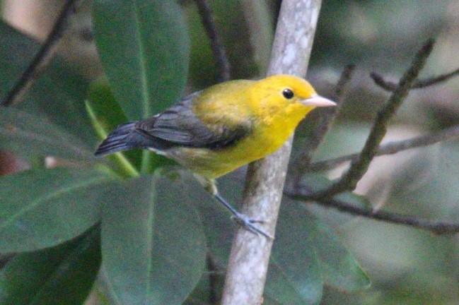 Prothonotary Warbler - Quincy  Clarke
